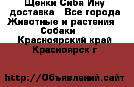 Щенки Сиба Ину доставка - Все города Животные и растения » Собаки   . Красноярский край,Красноярск г.